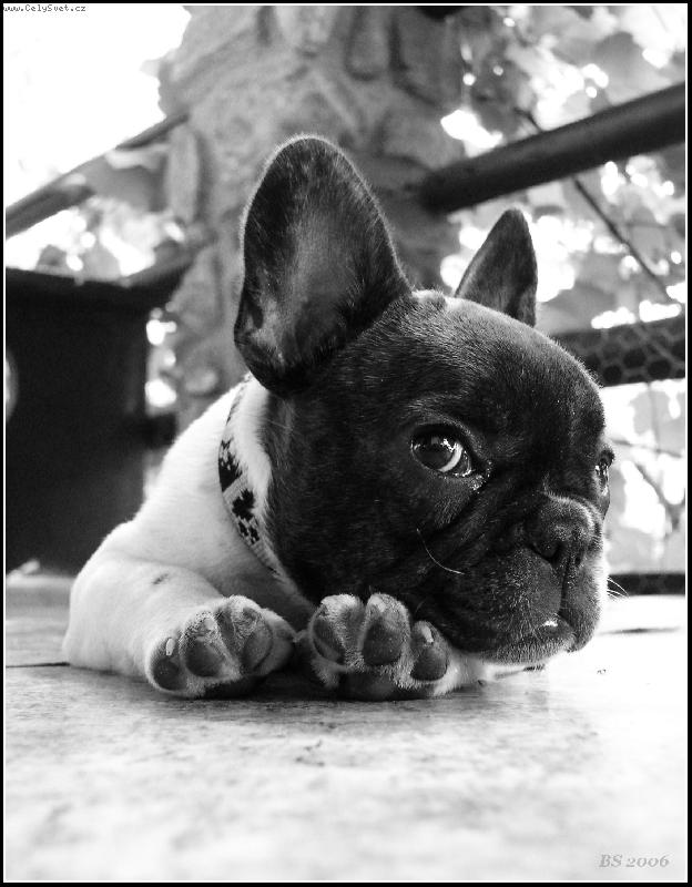 Foto: Kdy� je buldo�ce zase smutno..