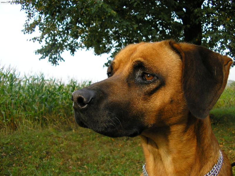 Foto: Pozorov�n� okol�-neupraven�