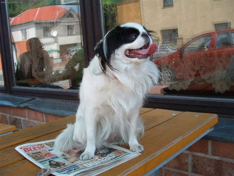 Foto: Tanaiko-�ek�me na pivo