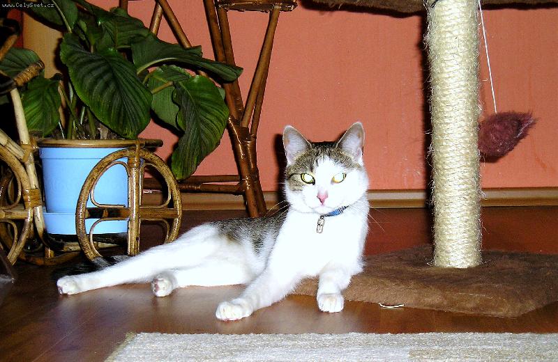 Foto: To jsem ale ko�ka-Na�e ���a CHIQUITA