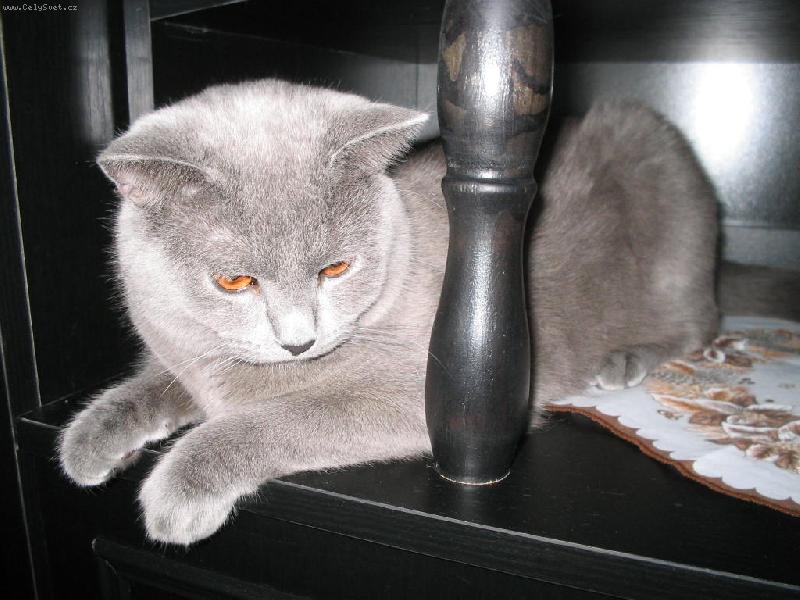 Foto: Sir ve sk��ni