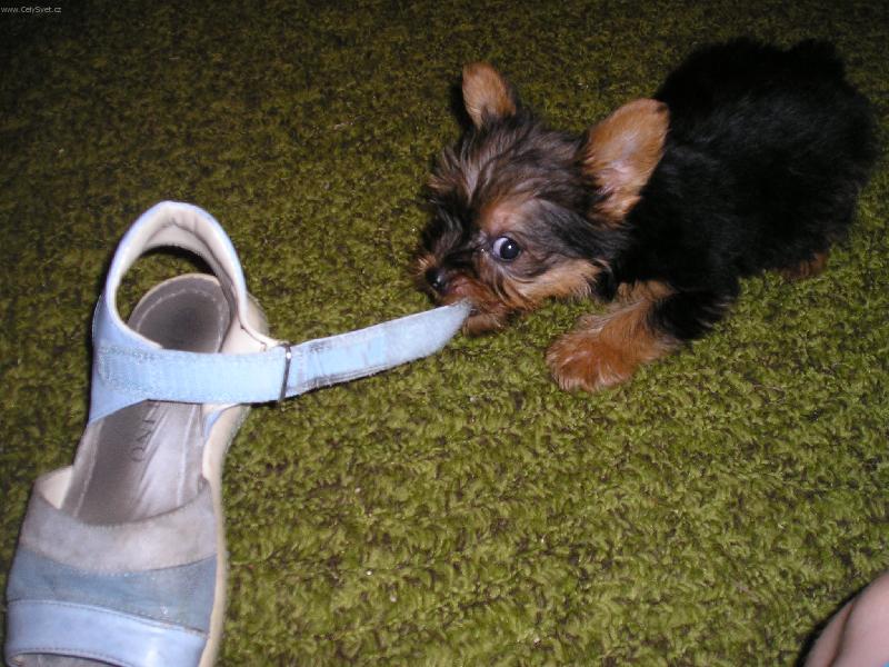 Foto: Sakra ona m� vid�la.-N� mazl�k