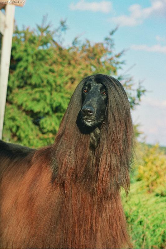 Foto: Mast�k-kam se m� ta ko�ka schovala?J� j� v�ak najdu!