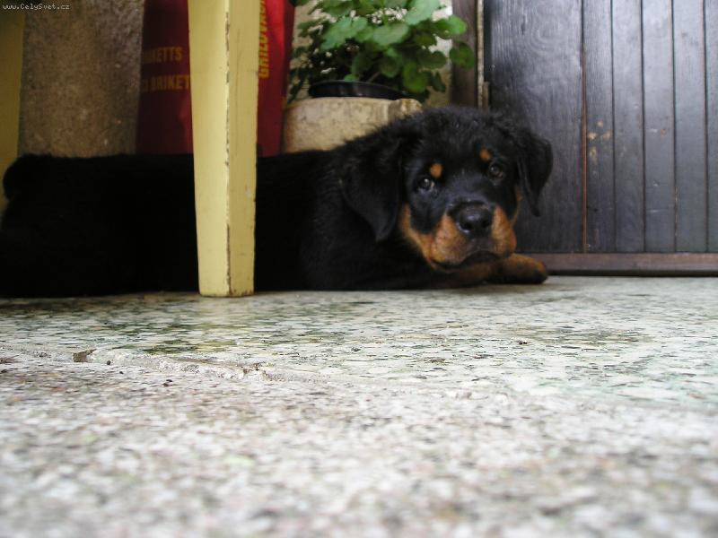 Foto: ostr� hl�da�