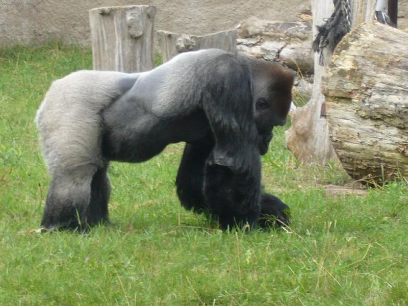 Foto: King kong  :)-king kong si pap�...