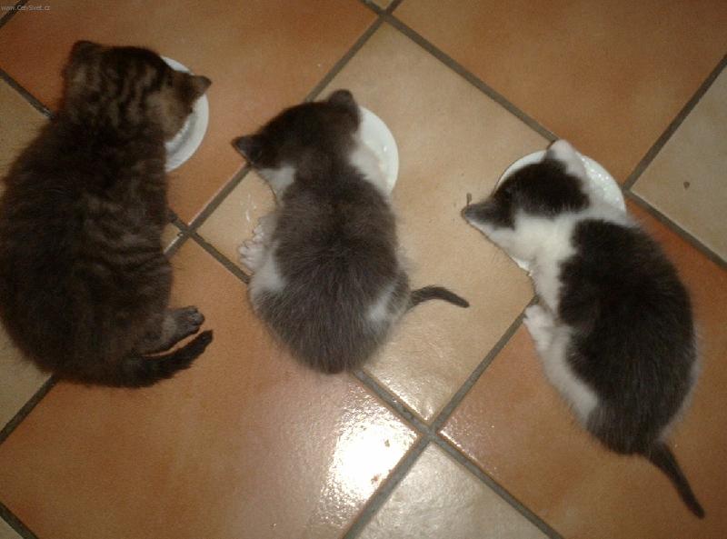 Foto: spolecne stravovani-tri nadherna kotatka nasi britske modre kocicky s koucourem domacim.. ;o)