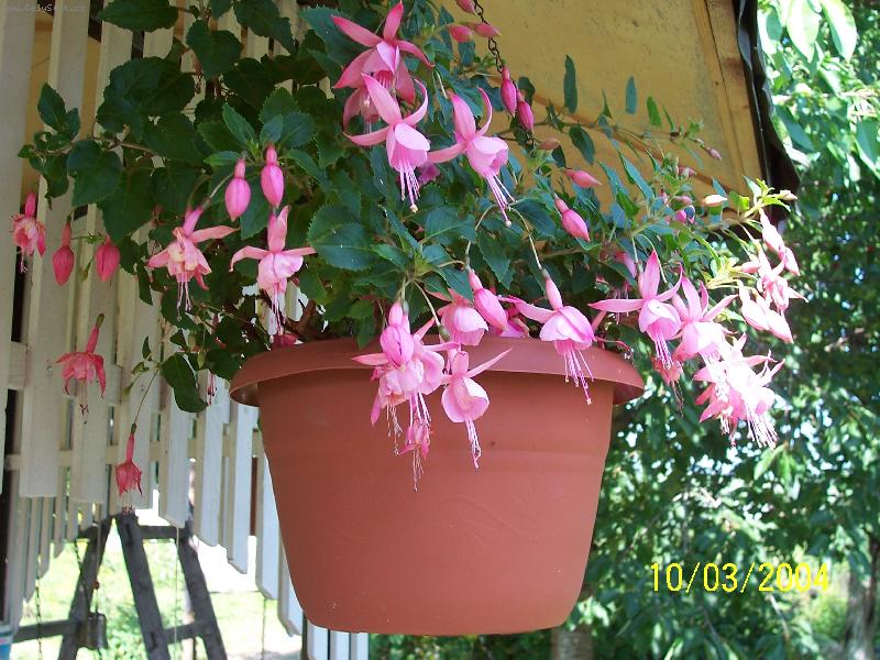 Foto: r��ov� princezna