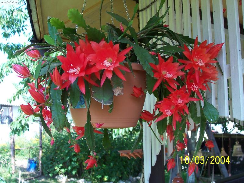 Foto: kaktus- letos op�t rozkvetl !