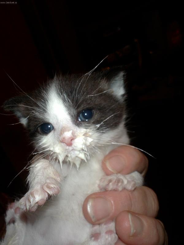 Foto: Adamek po veceri...-miminka jsou uzasna.. a to i ta kocici