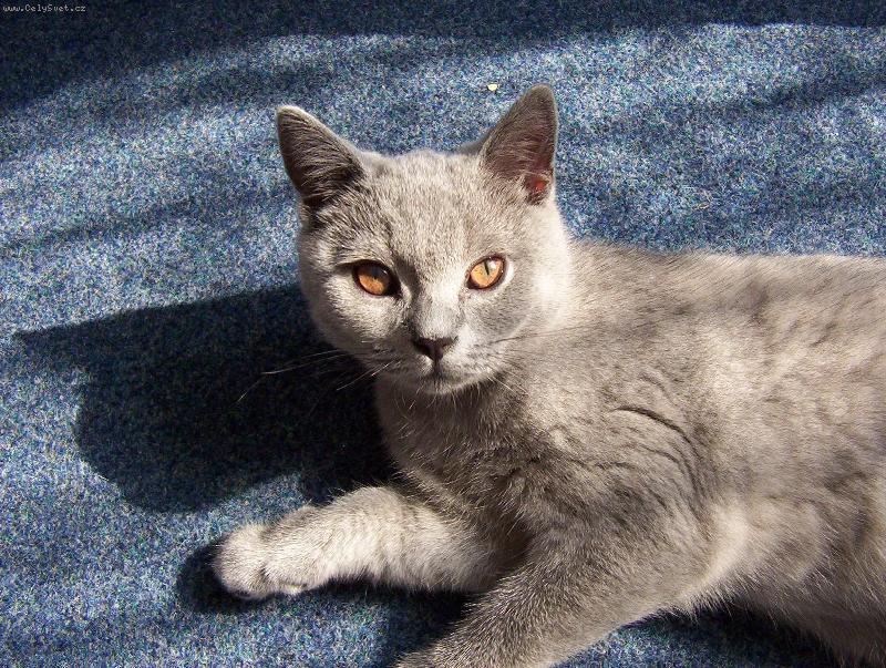 Foto: Letn� pohoda-To je cel� n� B��a....B��a pohod��