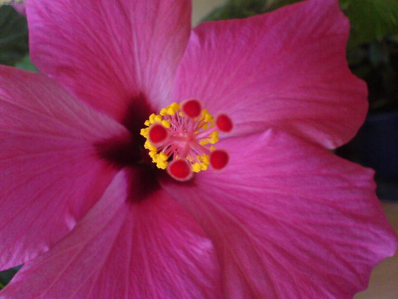 Foto: kv�t ibi�ku