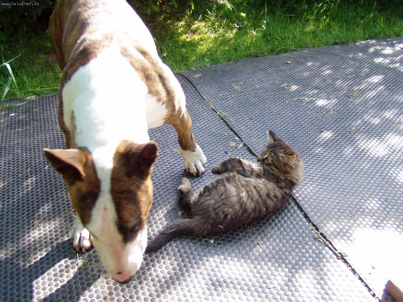 Foto: M�m ko�i�ky r�d...