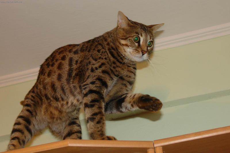 Foto: Pozor, u� jide.