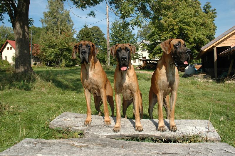 Foto: N�MECK� DOGA-velk� trojka