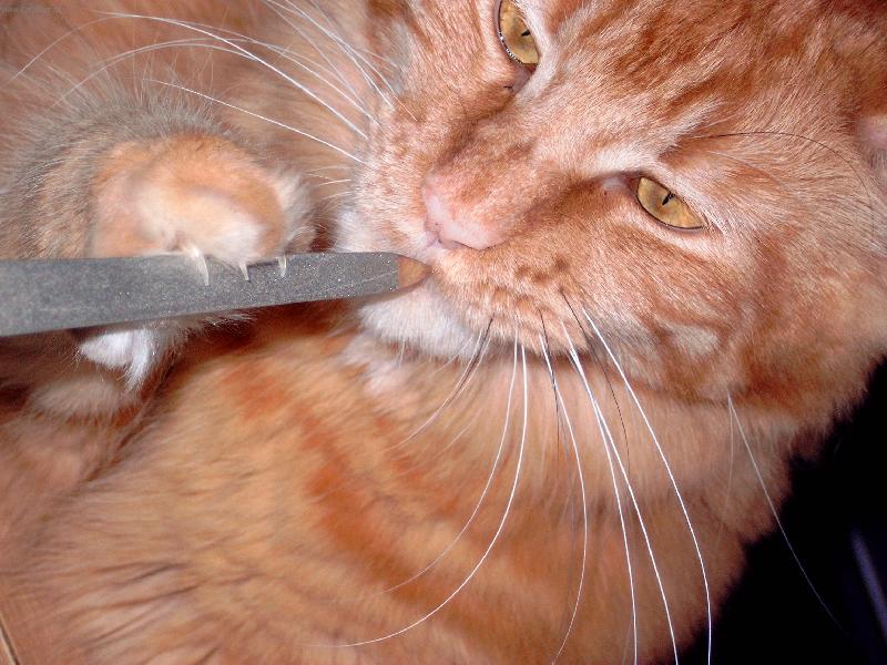 Foto: manik�ra Chianti-na fotce je na�e ko�i�ka mainsk� m�val� - Chianti Rosso Hairy Majesty of Burcoon.cz