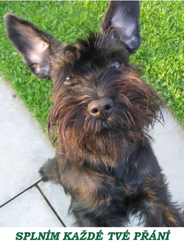 Foto: Spln�m ka�d� tv� p��n�