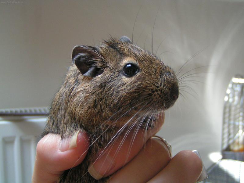 Foto: Osm��ek-Muf��ek