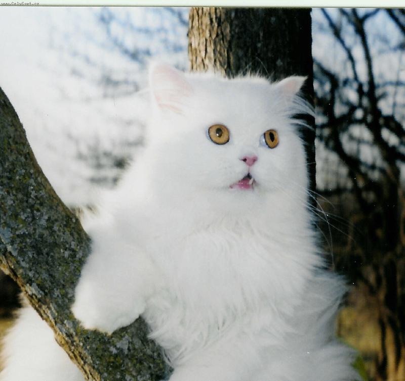 Foto: White Persian-Nas Mazlicek Rockysek