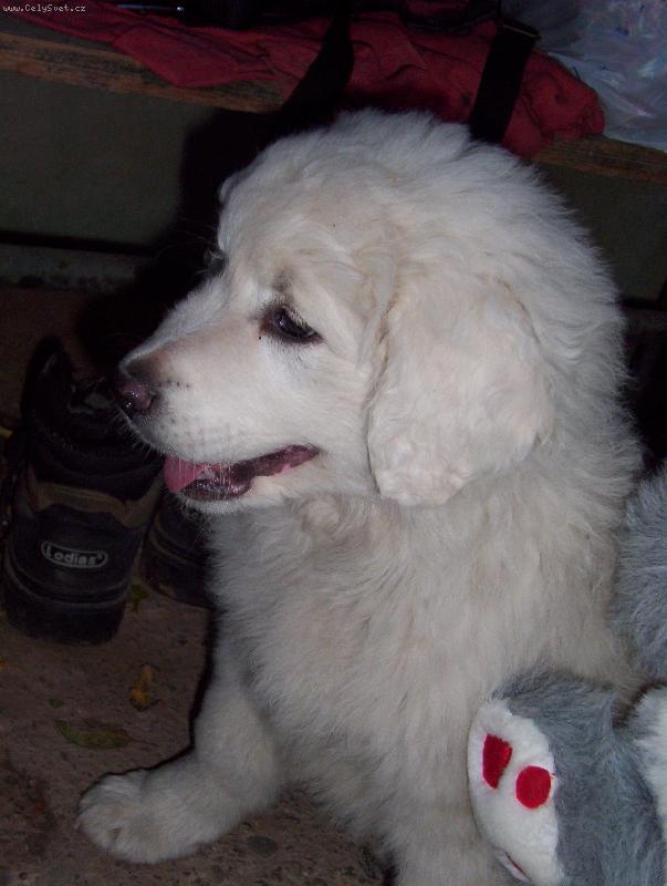 Foto: Car z Borov�ho hr�dku-je�t� se rozkouk�v�m