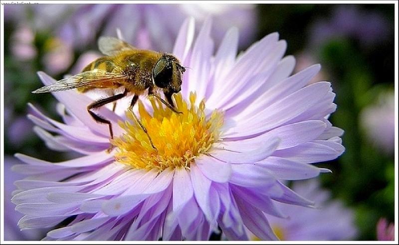 Foto: � Odpoledn� siesta �-Foceno na letn� proch�zce St�edo�eskou p��rodou :)