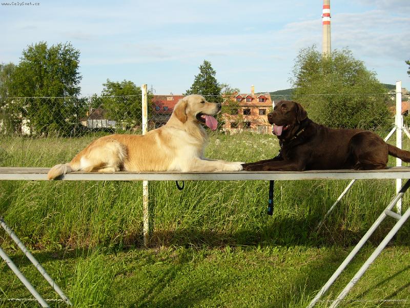 Foto: Dva Bad��ci-nejlep�� k��mo�i