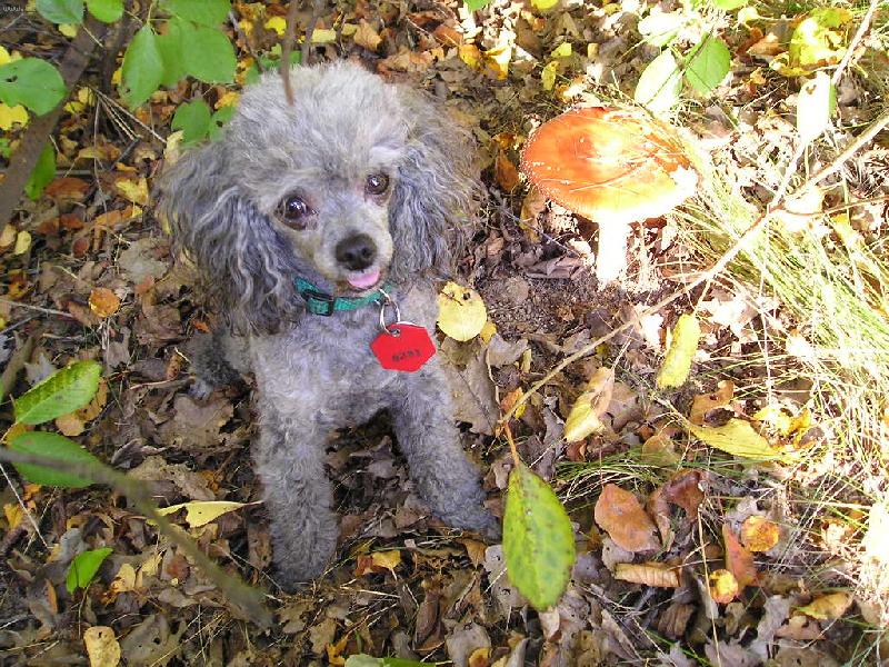 Foto: Ali-Ali v p��rod�