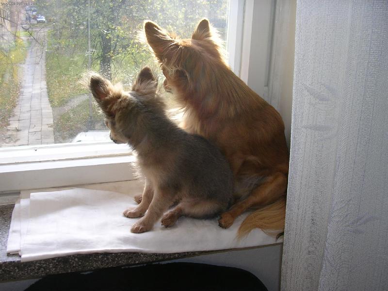 Foto: �ek�n�-Takhle n�s na�i pejsci vyhl�ej�