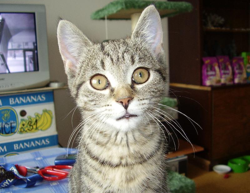 Foto: Xiao Hua (Siao Chua)-Te� si nejsem jista jestli jsem rys a nebo ko�ka dom�c�. V�dy� se pod�vejte na m� u�i, ty st�apce!!!