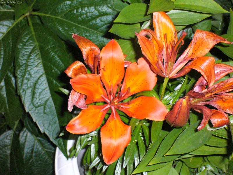 Foto: Lilie-Kr�sn� lilie....