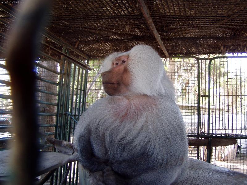 Foto: Opice v Tunisku-z dovolen� v Tunisku