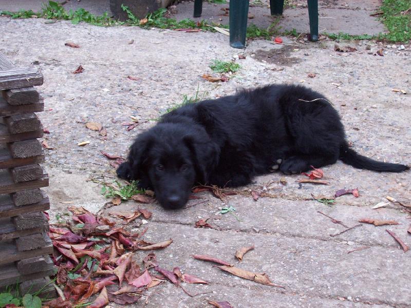 Foto: nas pes-nas pes