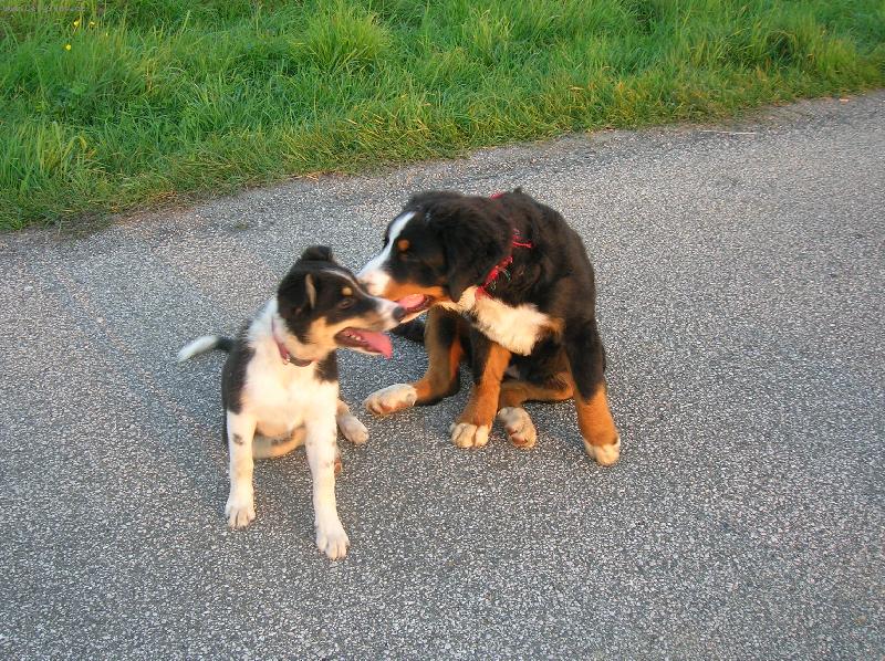 Foto: Meggi �ept� Audi-"M�m t� r�da......"