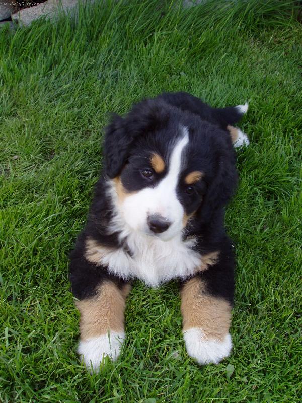 Foto: Chlupat� mil��ek