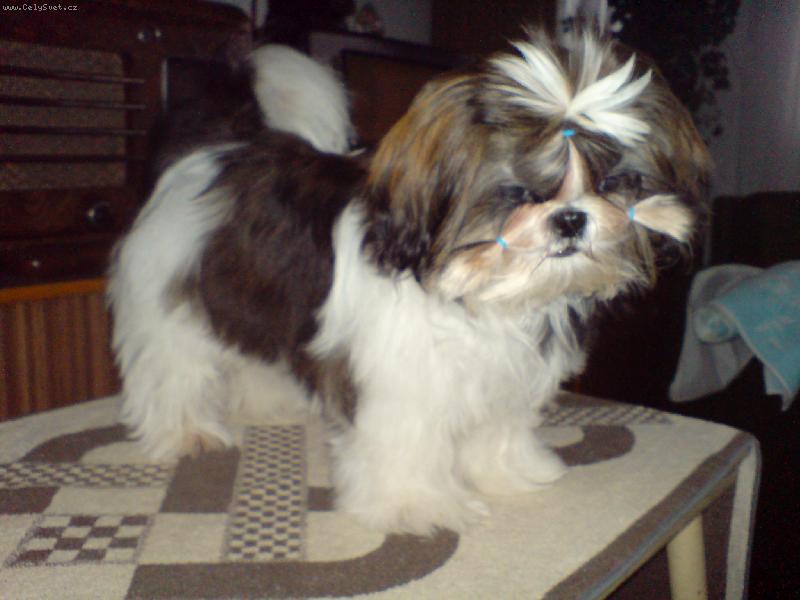 Foto: Heydi z Targenu-N� mazl��ek