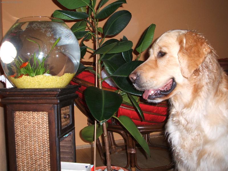 Foto: F�nu�ka a rybi�ky