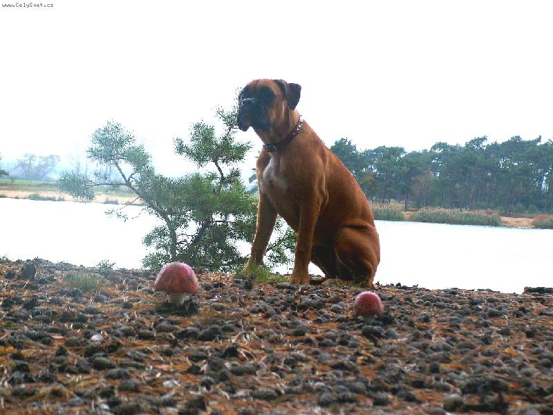 Foto: Mi�tko-Dv� mochom�rky a jedna pra�ivka