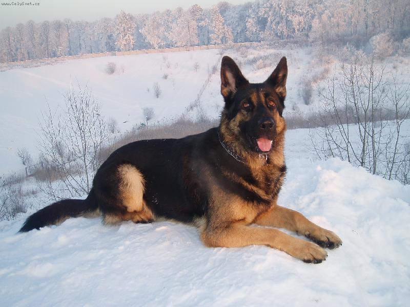 Foto: Brrr...to je zima-s na�im Andym na proch�zce