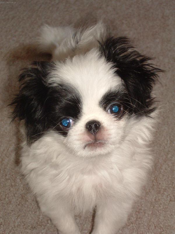 Foto: KUK-To je n� mazl��ek