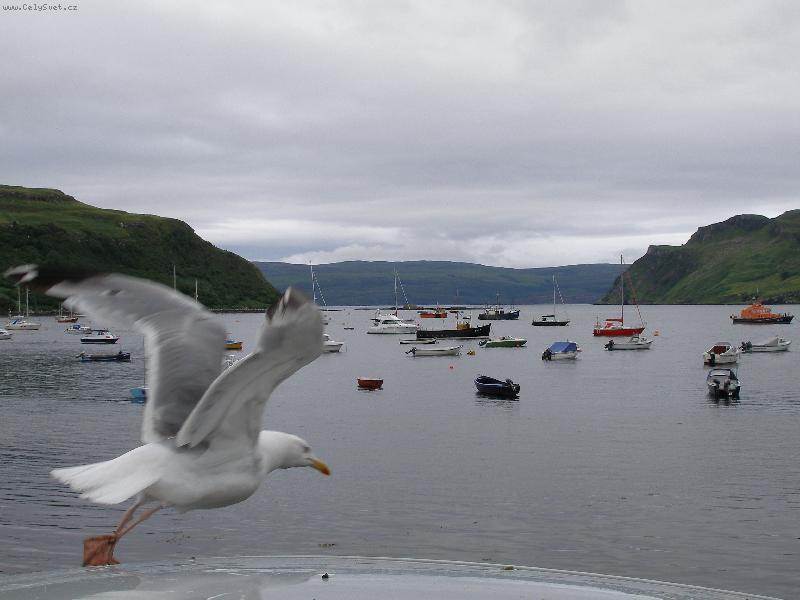 Foto: Racek chechtav� v Portree-P��stav Portree Skotsko