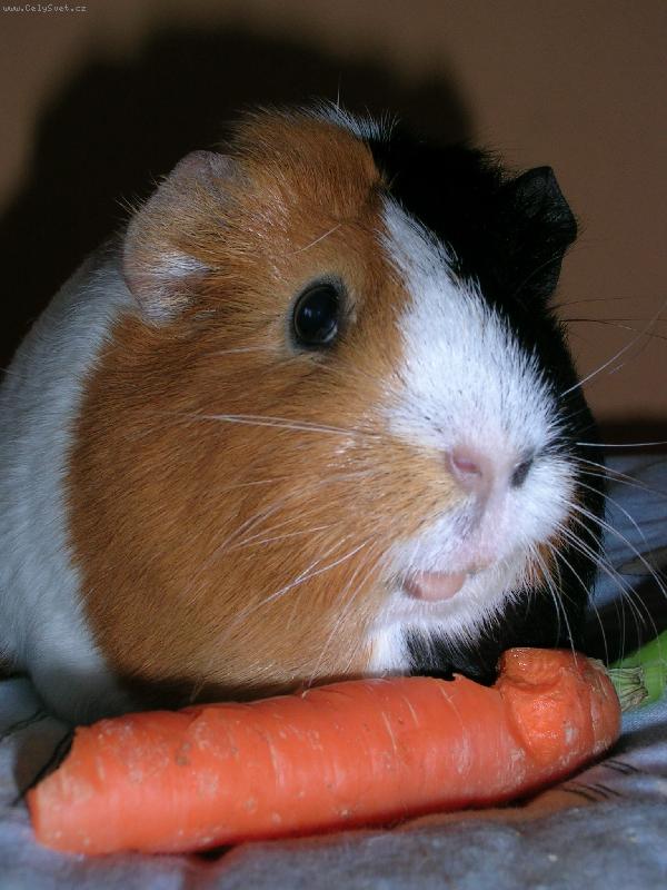 Foto: Nena�ran� Mikky:)-Je to moje nejmilovan�j�� mor��tko:)