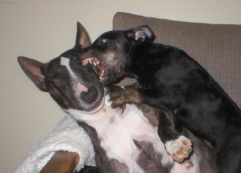 Foto: Hodn� �t���tko