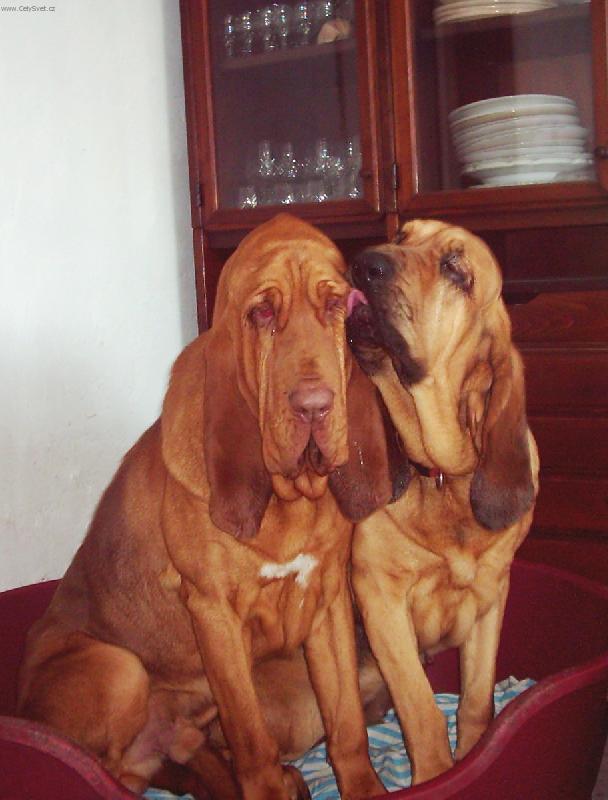 Foto: velk� l�ska-Scipio a Romance na Valent�na