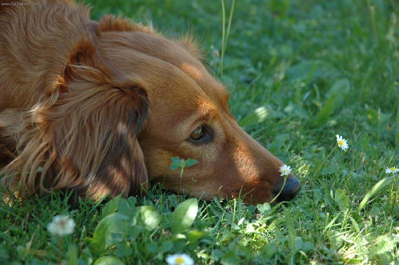 Foto: Zuzanka-P�i odpo�inku....