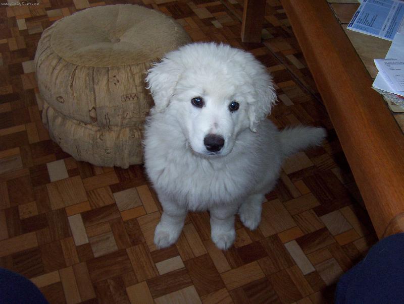 Foto: Car z Borov�ho hr�dku-Ps� o�i