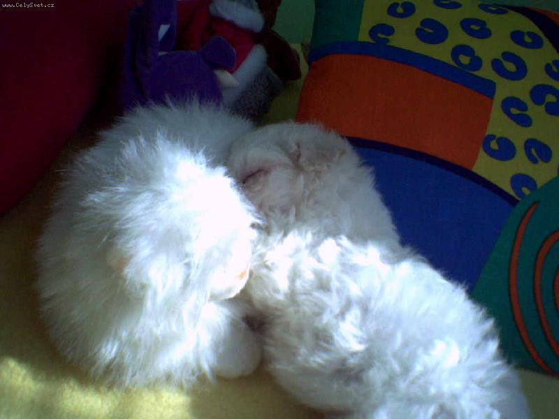 Foto: Bonnie-Kde je pejsek a kde ply�ov� kamar�dka ko�i�ka?...:)