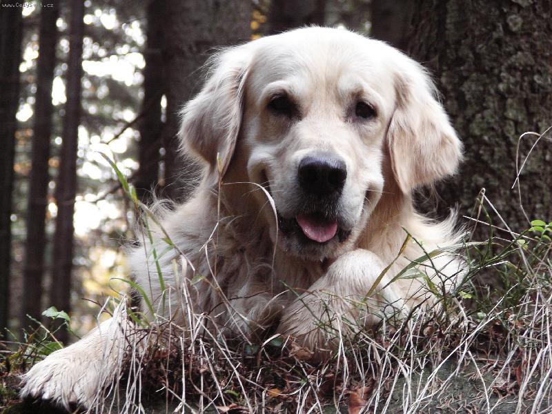 Foto: Jenik nasi svagrove-Honzik vlese