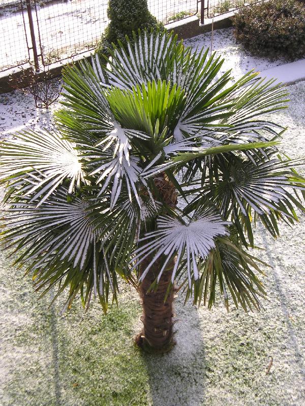 Foto: Palma Trachycarpus fortunei-Palmy u n�s