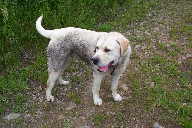 Foto: To jsem jako prase co?