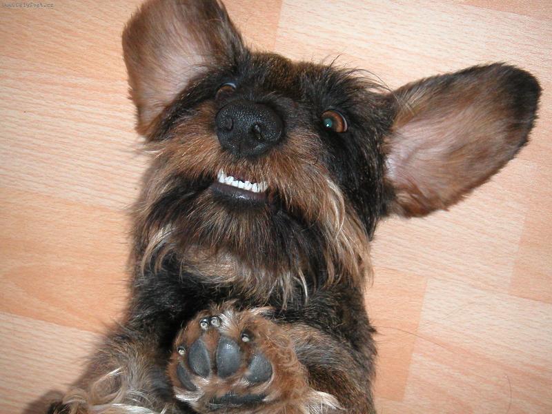 Foto: dom�c� pohodi�ka