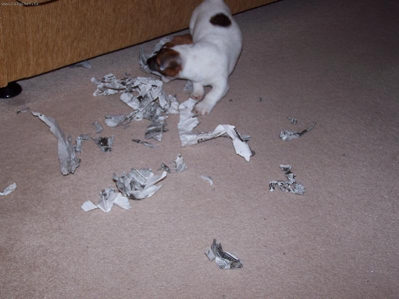 Foto: Trha�-Tak takhle maj� ��st noviny!